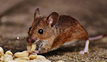 24 Hour & Emergency Exterminators in Africa, PA